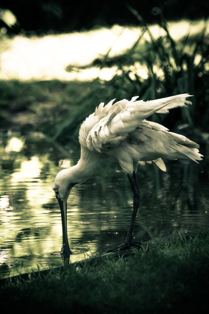 Tierfotografie Plattenschnabel © Copyright UK Photographie