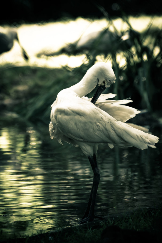 Vogel Plattenschnabel © Copyright UK Photographie