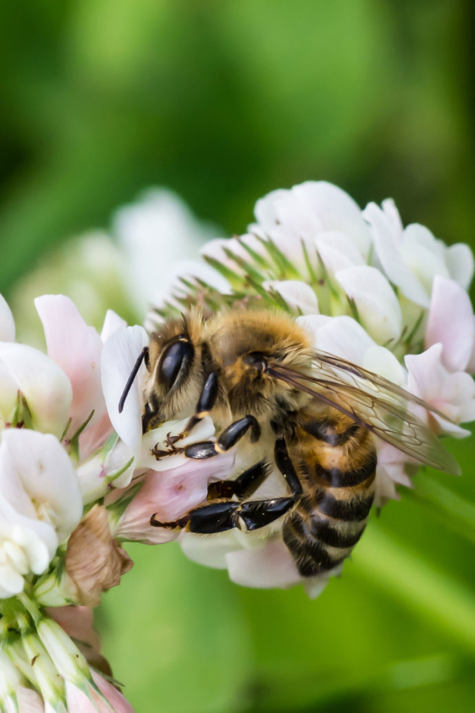 Fleißige Biene © Copyright UK Photographie