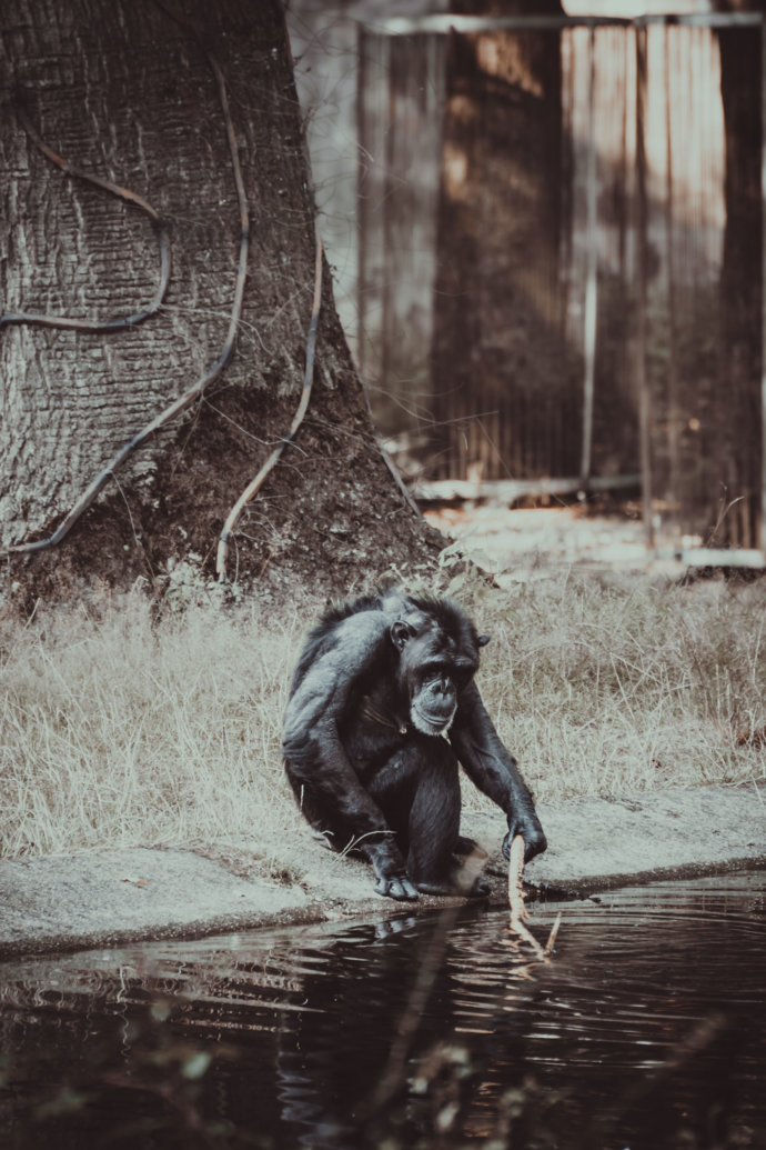 Tierfotografie Affe allein © Copyright UK Photographie