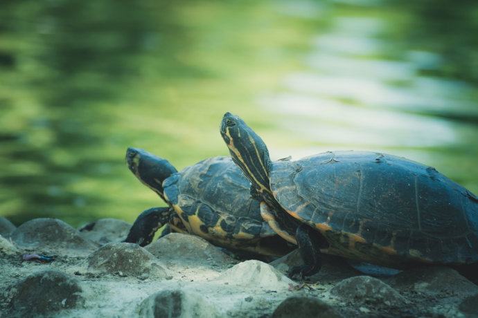Schildkröten Paar © Copyright UK Photographie