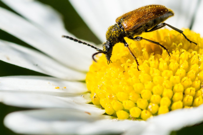 Nahaufnahme Käfer © Copyright UK Photographie