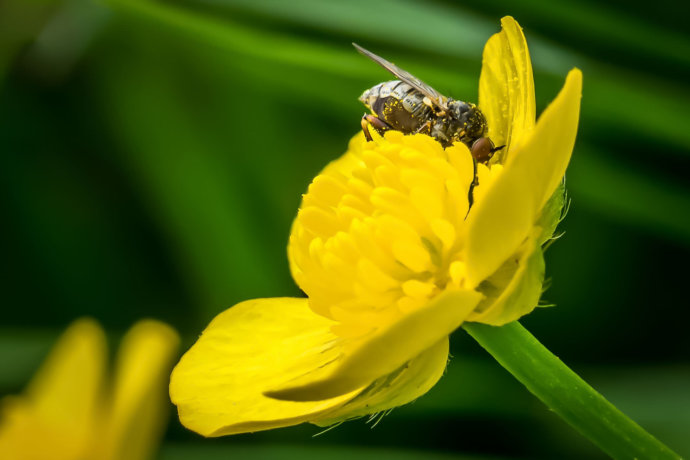 Insektenfotografie Makro © Copyright UK Photographie