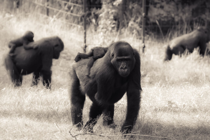 Tierfotografie Affenfamilie © Copyright UK Photographie