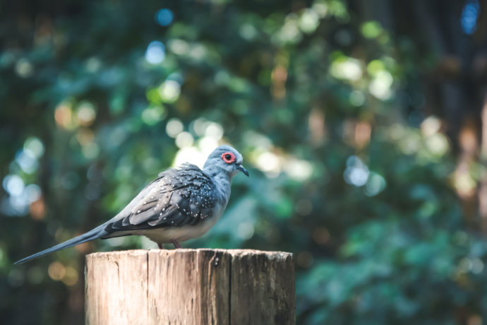 Der Vogel © Copyright UK Photographie