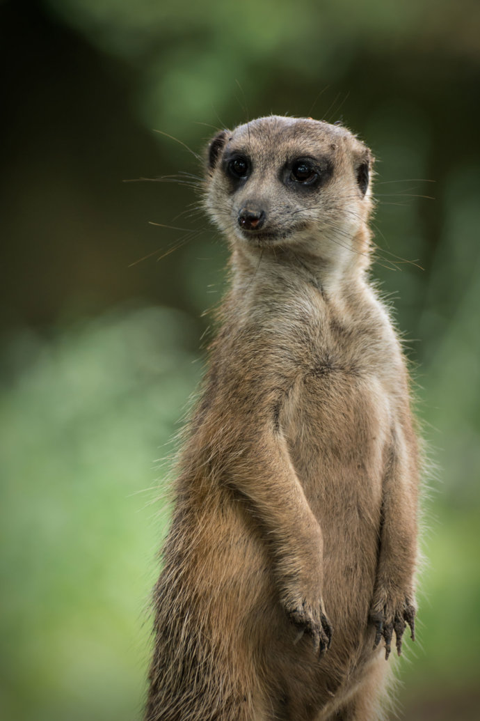 Tierfotografie Erdmännchen stehend © Copyright UK Photographie
