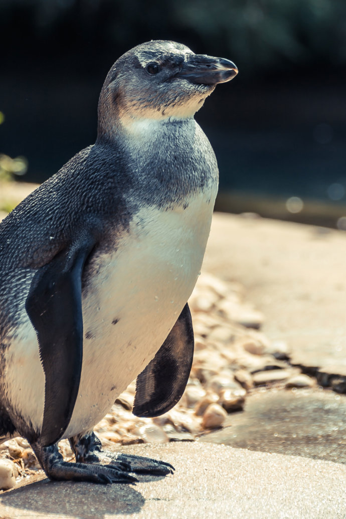 Naturfotografie Pinguin © Copyright UK Photographie