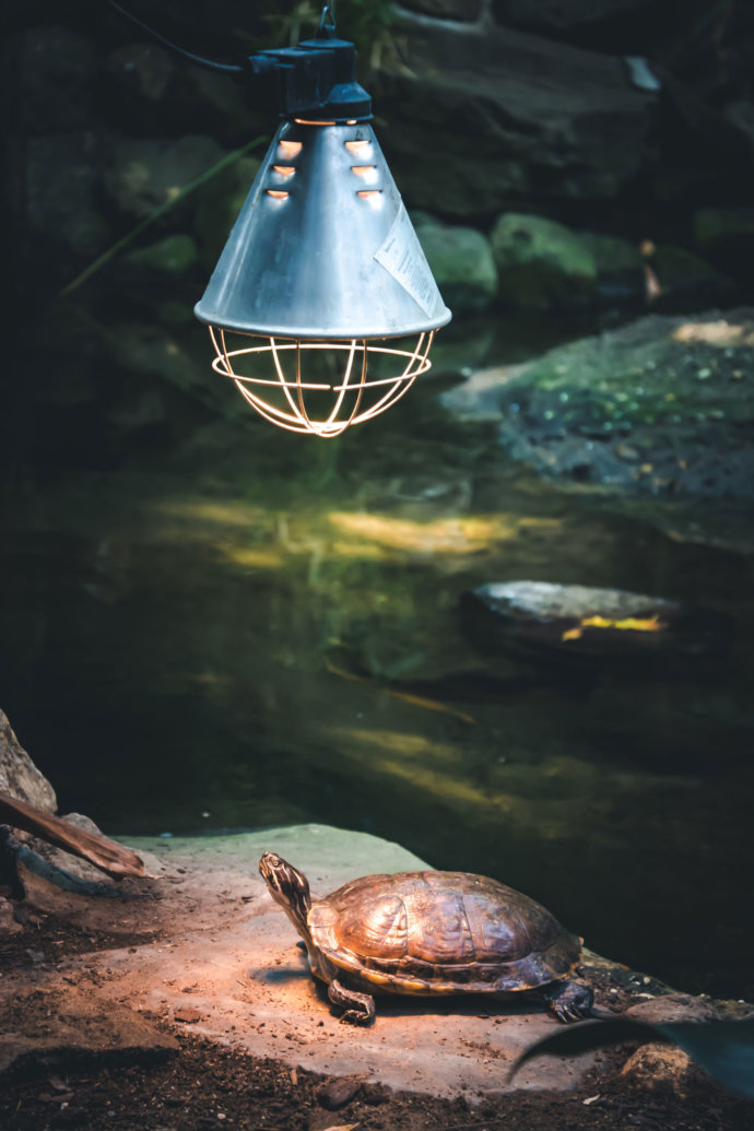 Schildkröte Foto © Copyright UK Photographie