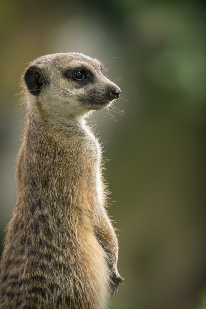 Erdmännchen von der Seite © Copyright UK Photographie