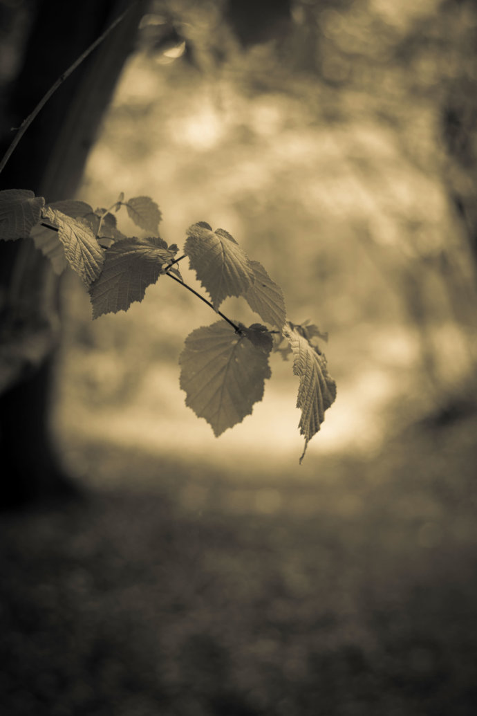 Blätter im Wald Bokeh Effekt © Copyright UK Photographie