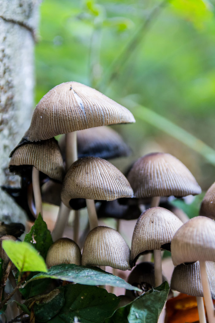 Makrofotografie Pilze © Copyright UK Photographie