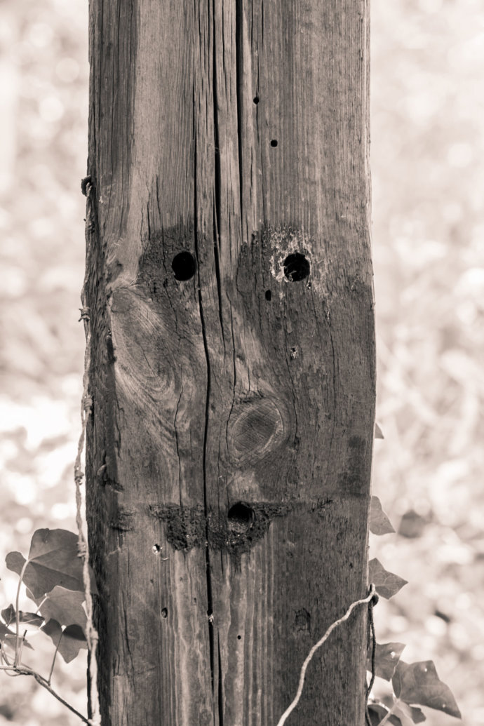 Baumgesicht aus Holz © Copyright UK Photographie