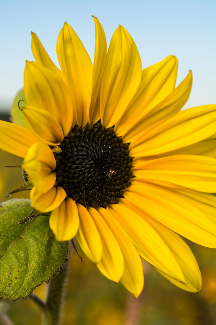 Nahaufnahme einer Sonnenblume © Copyright UK Photographie