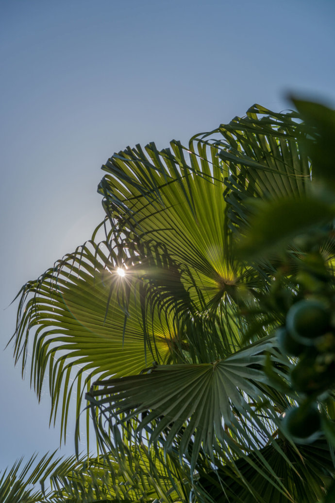 Sonnenstrahlen durch die Palmenblätter © Copyright UK Photographie
