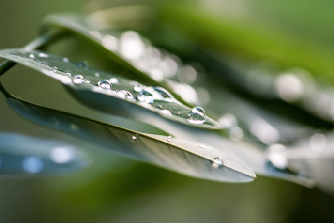 Makro Foto Wassertropfen auf Blätter © Copyright UK Photographie