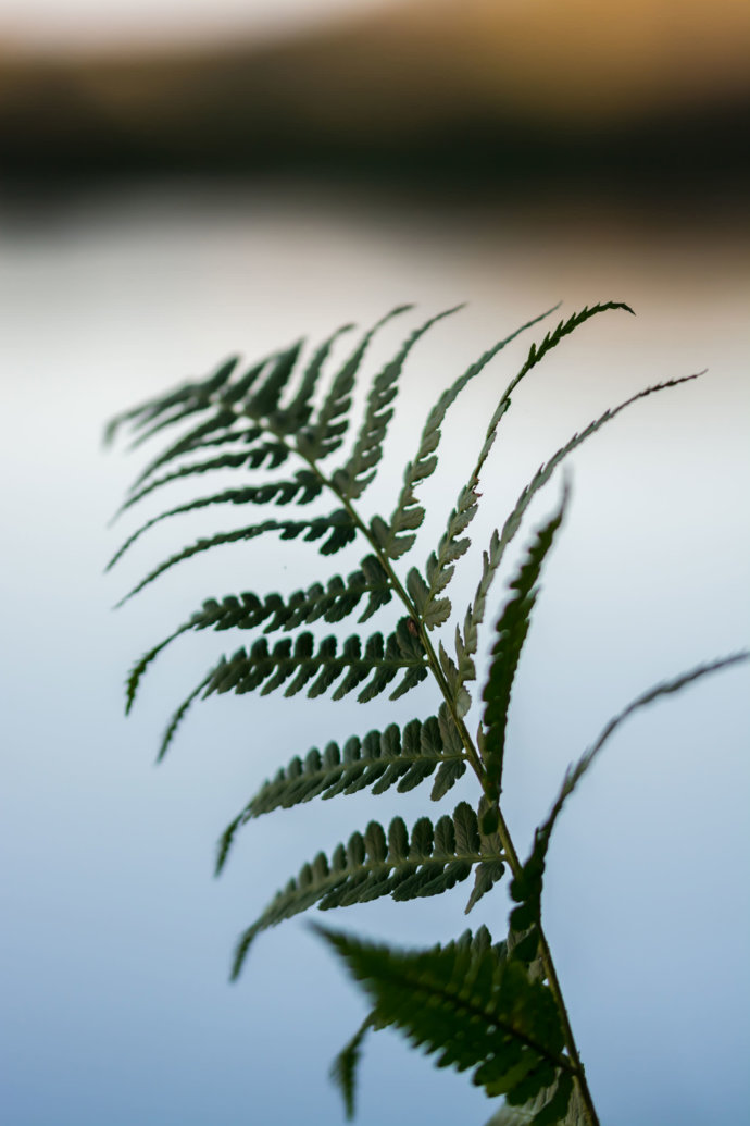 Die Windrichtung einer Pflanze © Copyright UK Photographie