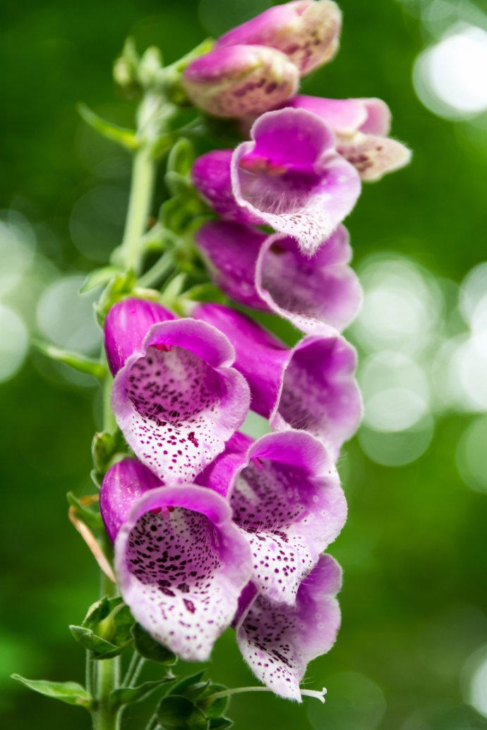 Blüte fotografiert © Copyright UK Photographie