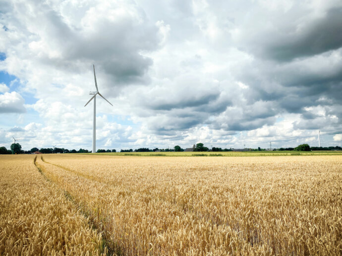 Mitten im Kornfeld © Copyright UK Photographie